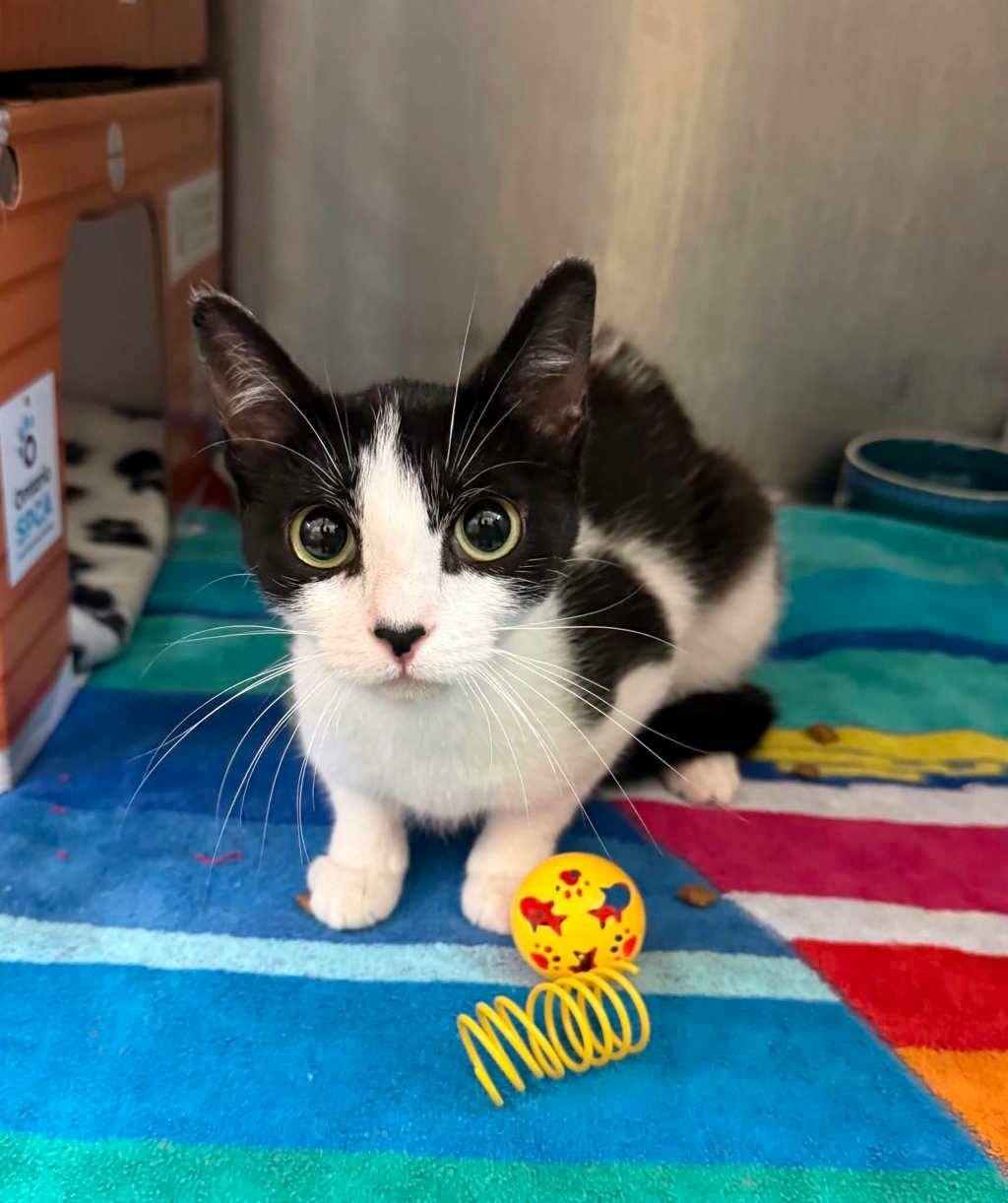 Purrdy (petsmart Innes) Image