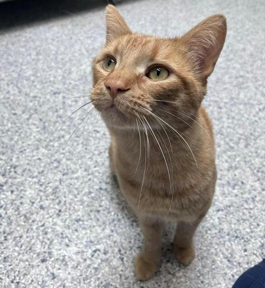 Simba Image
