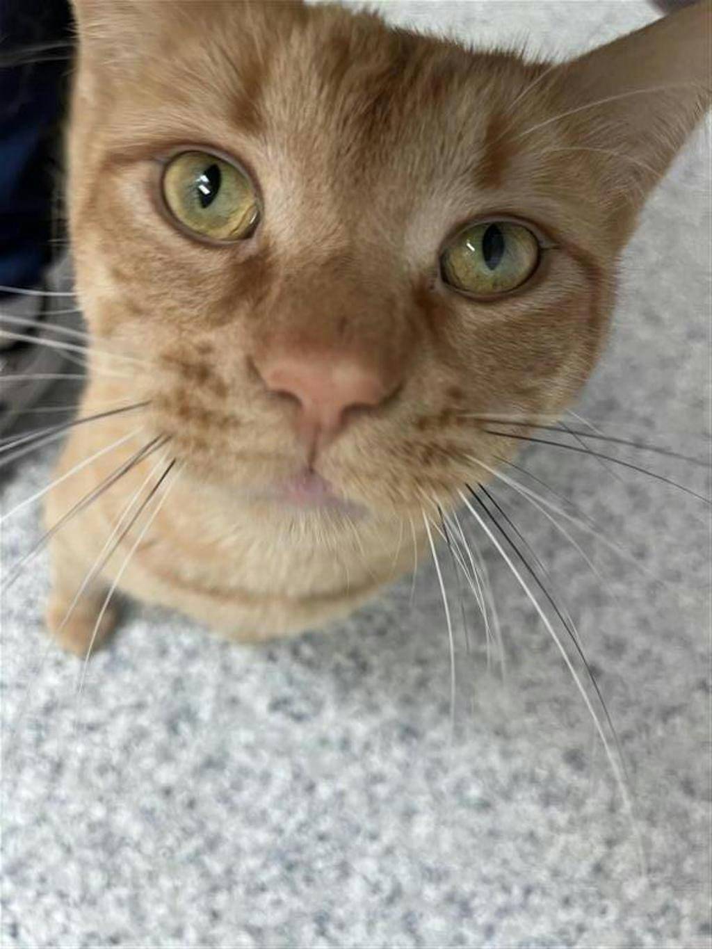 Simba Image