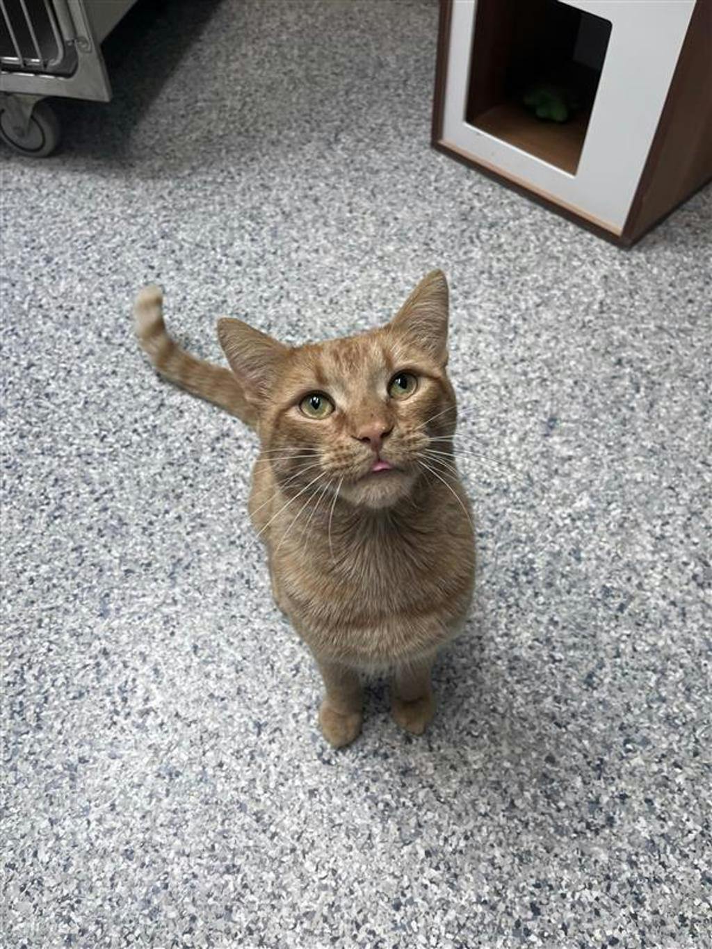 Simba Image