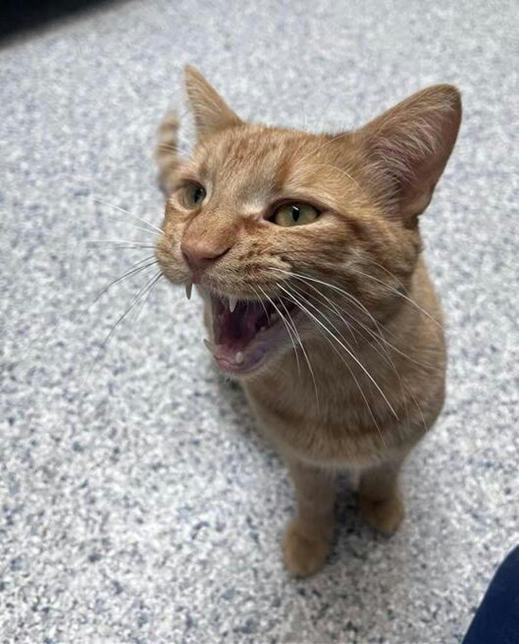 Simba Image