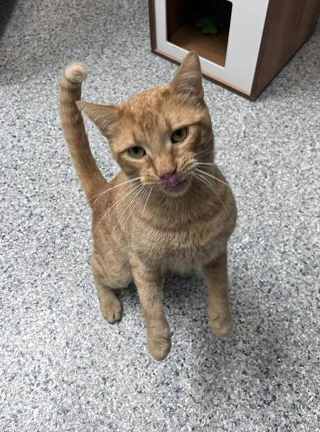 Simba Image