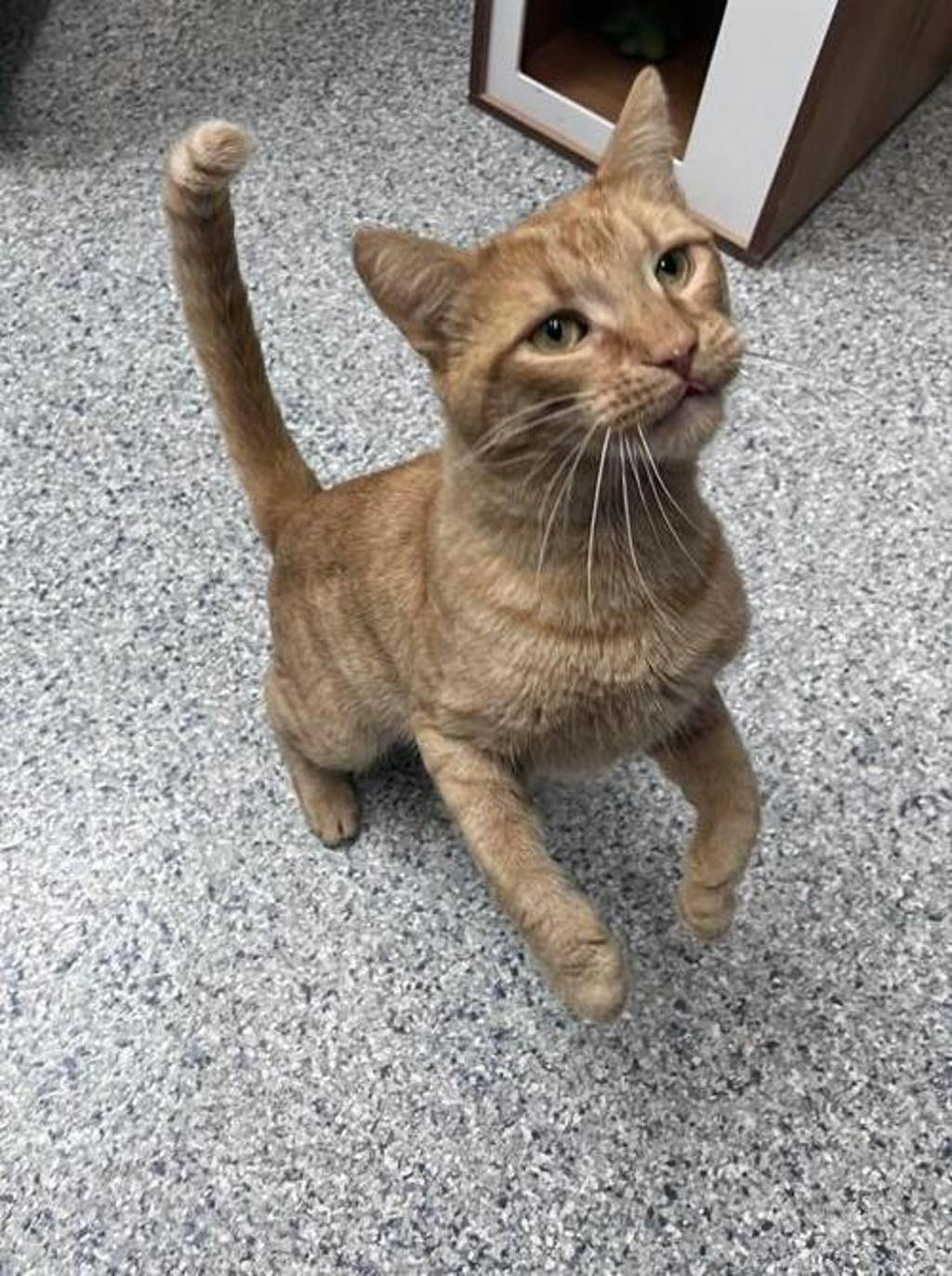 Simba Image