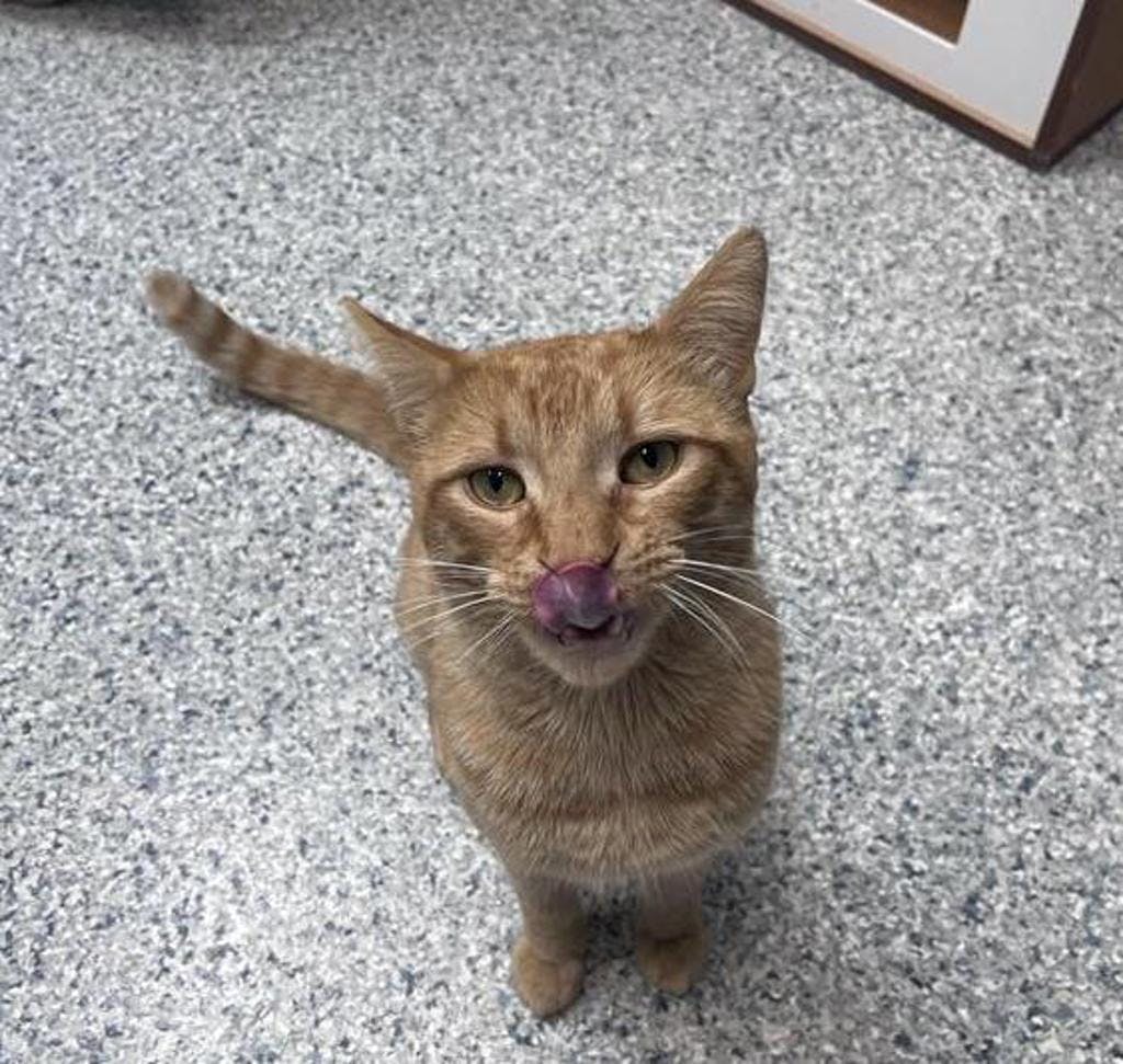 Simba Image