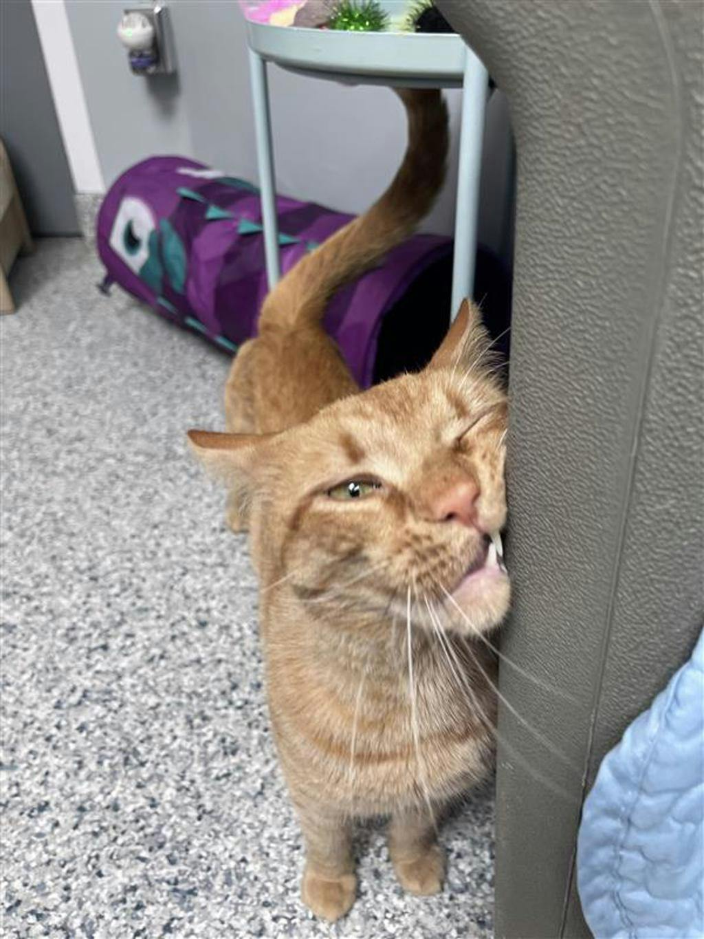 Simba Image