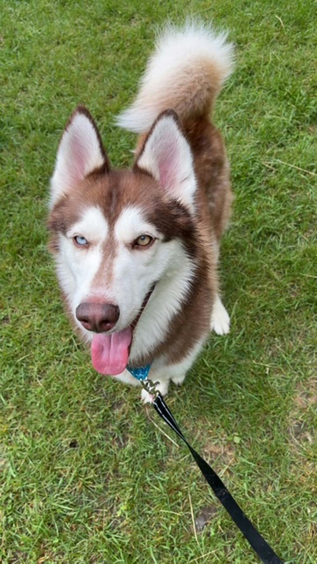Siberian Husky