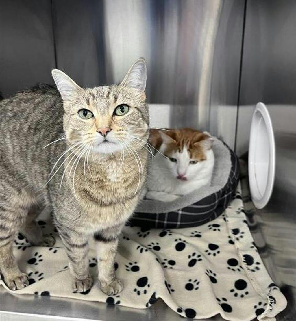 Orio (bonded To Columbus) Image