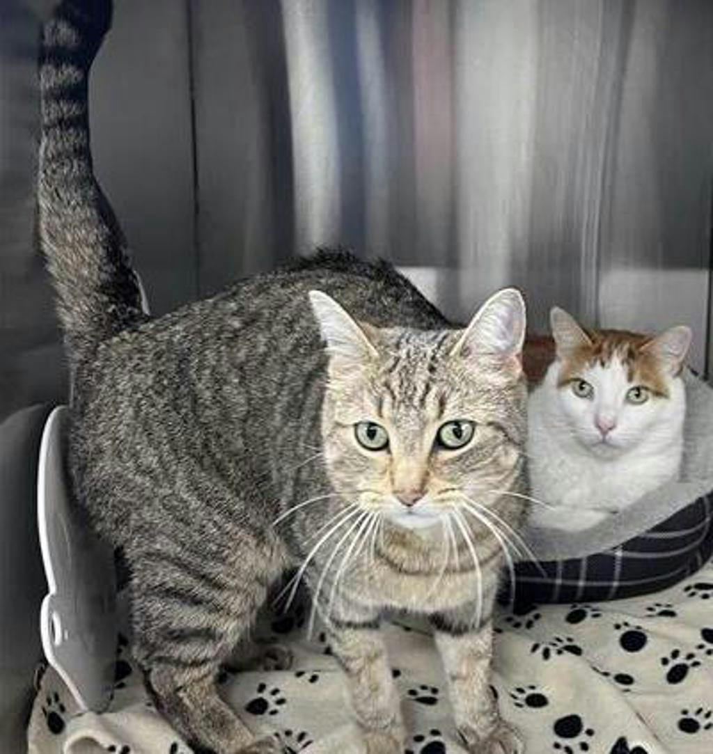 Orio (bonded To Columbus) Image