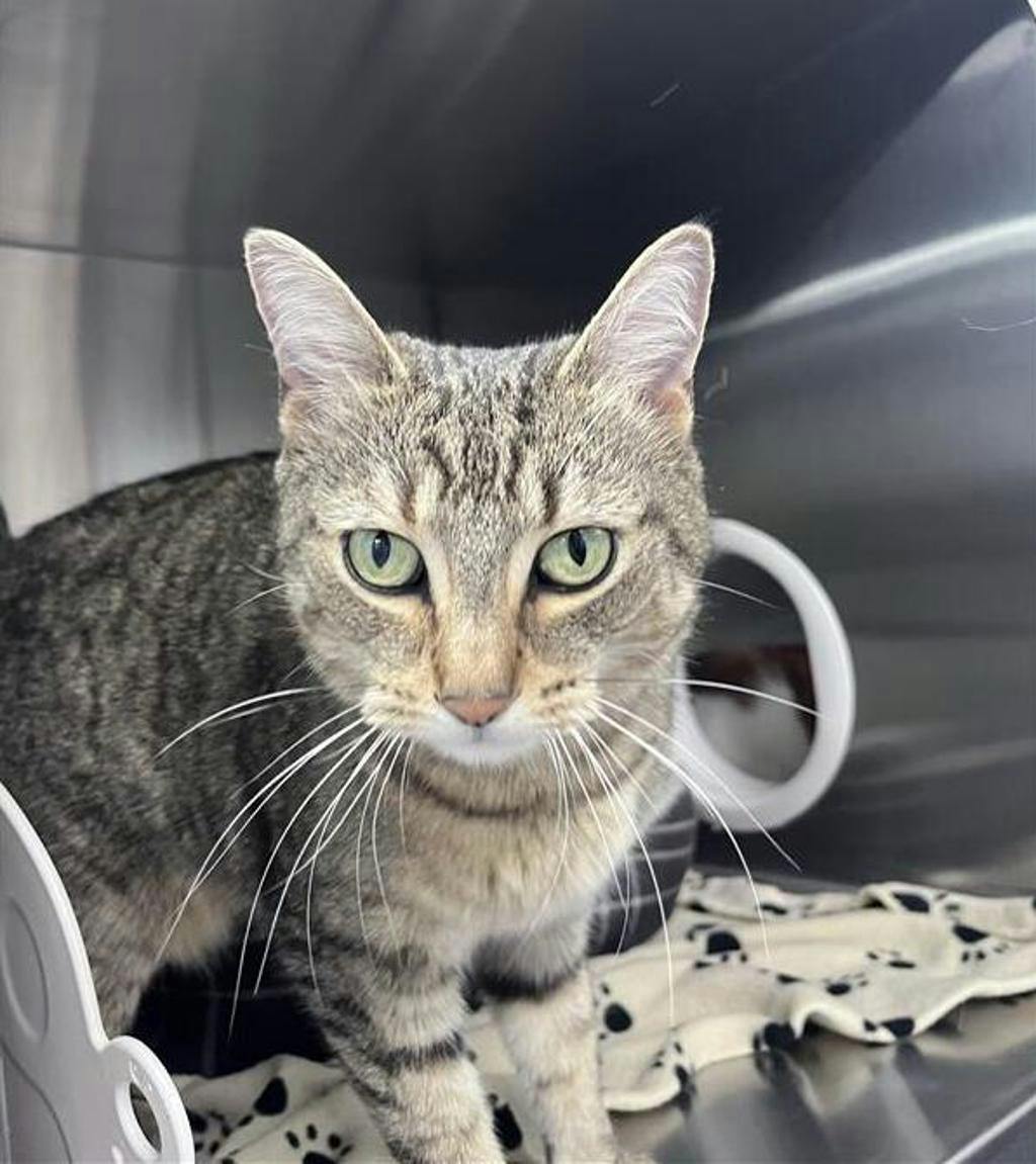 Orio (bonded To Columbus) Image