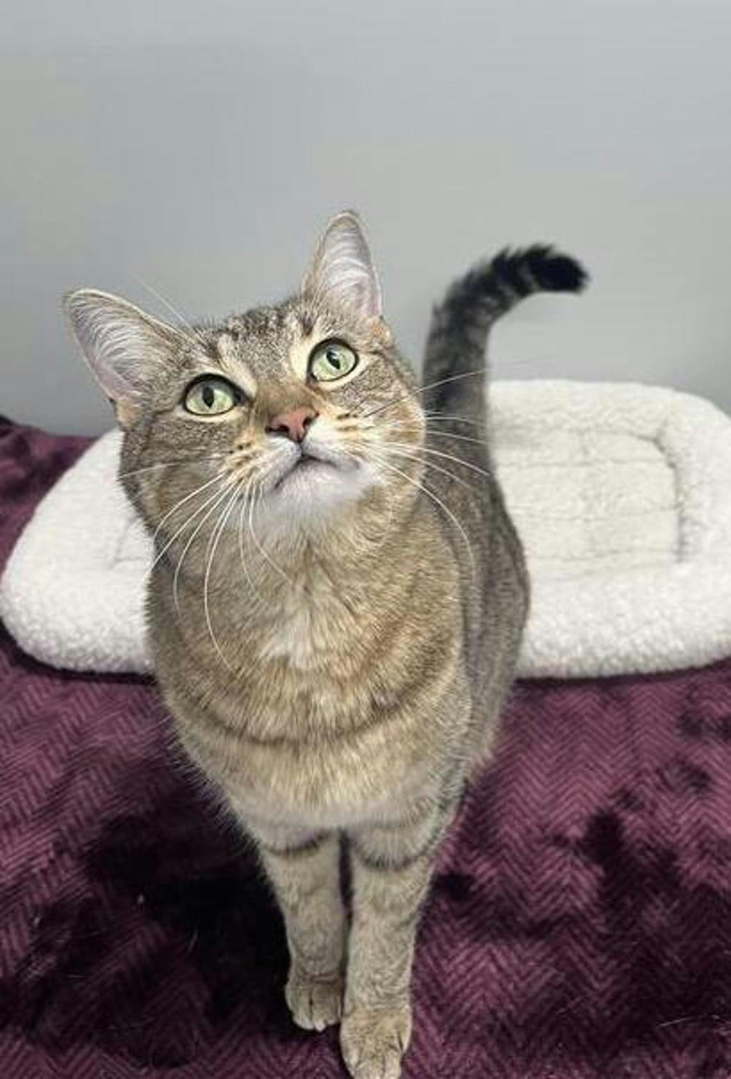 Orio (bonded To Columbus) Image