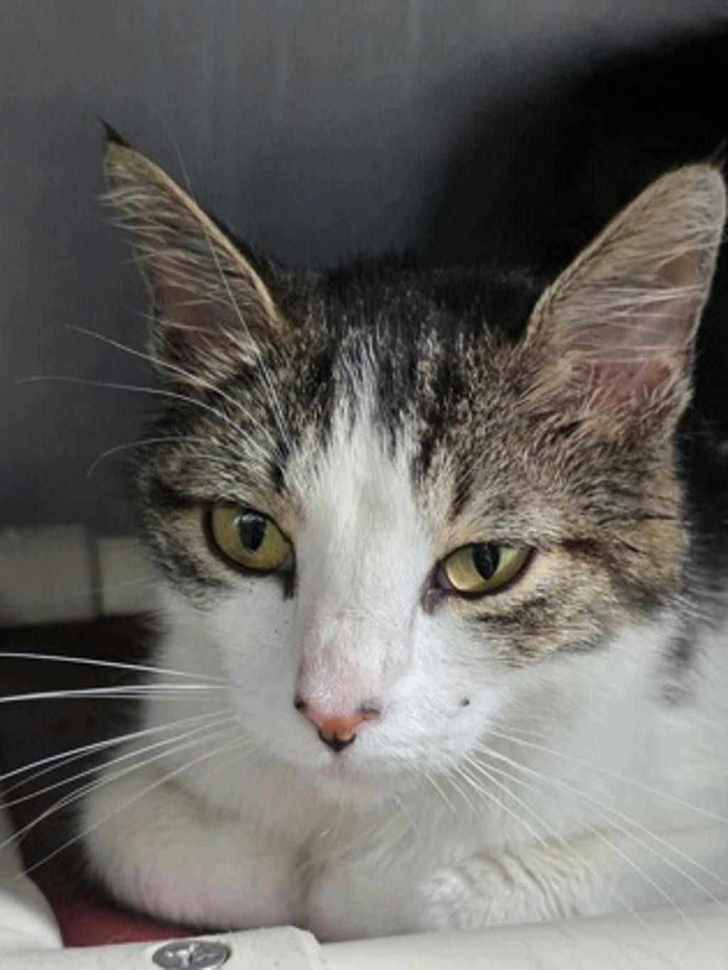 Wilma Image