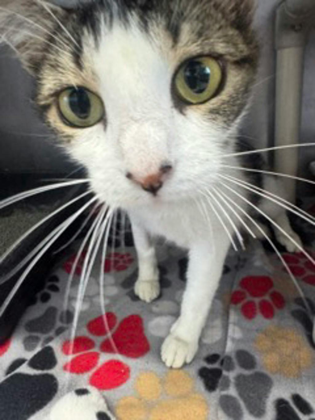 Wilma Image