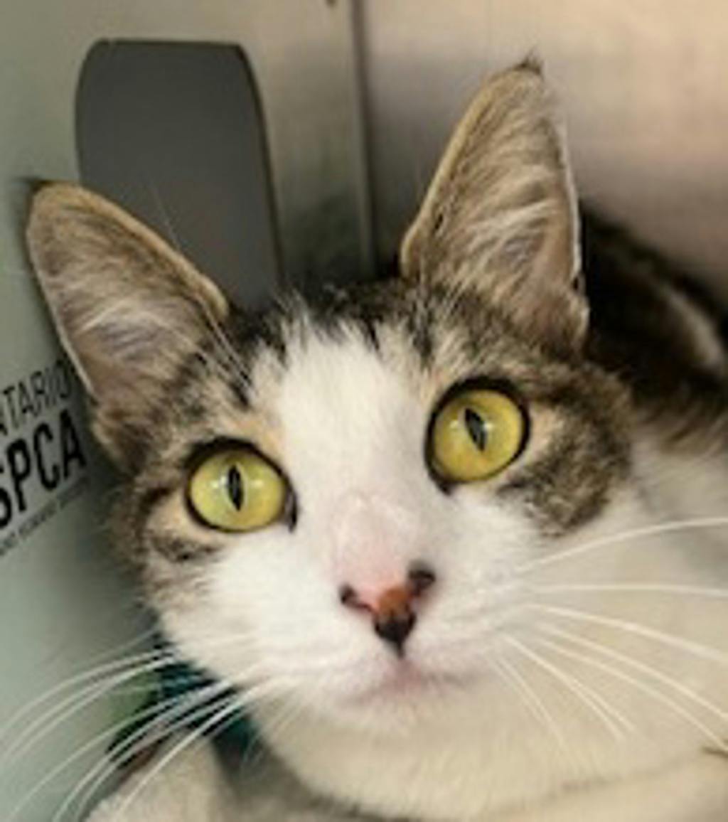 Wilma Image
