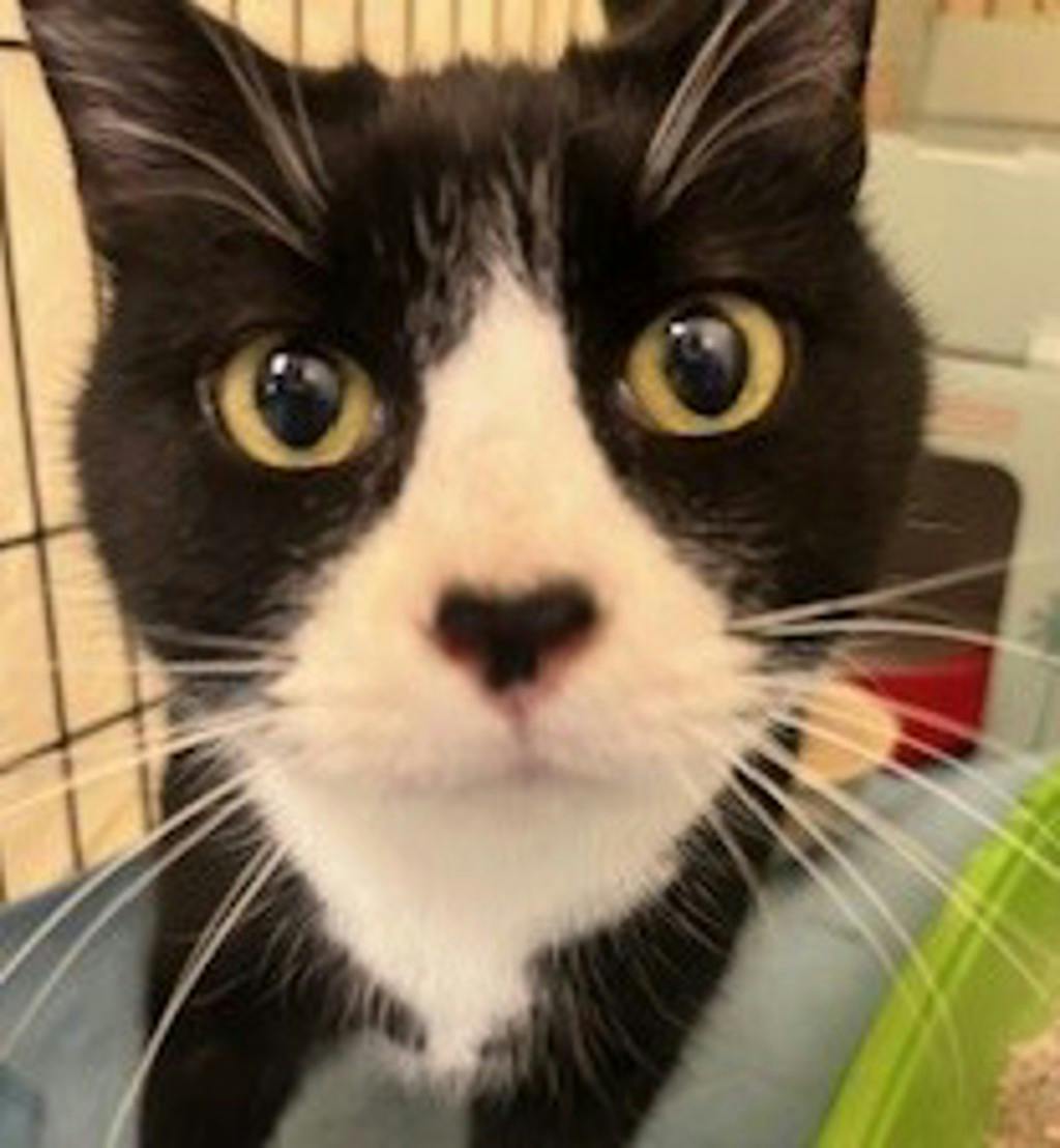 Simon Image