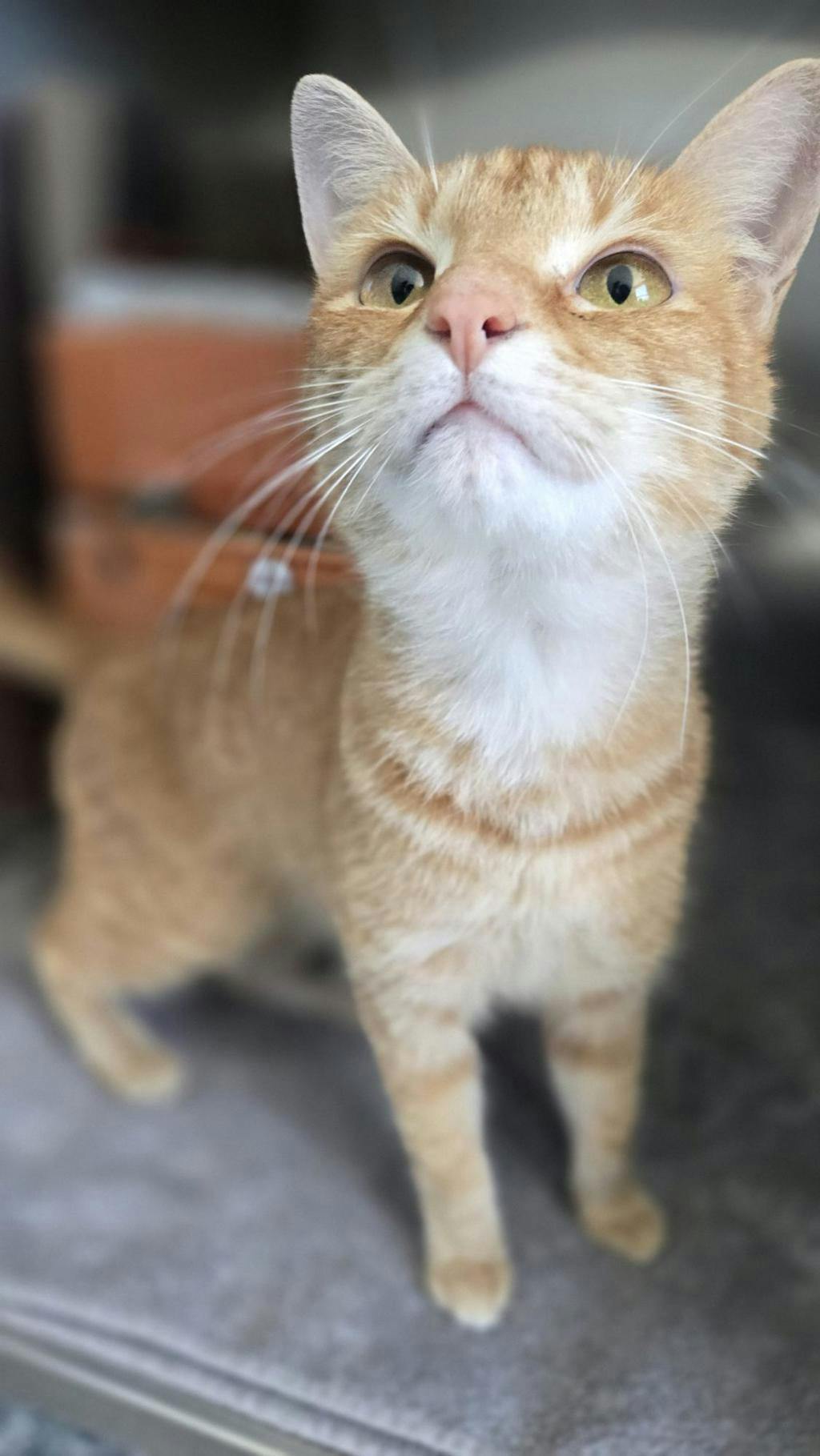 Tiger Image