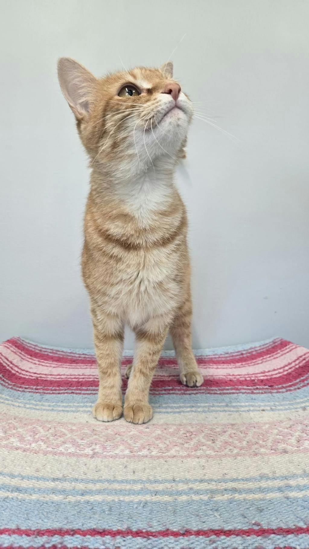 Tiger Image