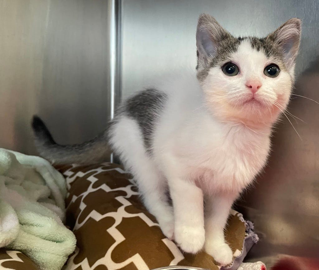 Simea (petsmart Orangeville) Image