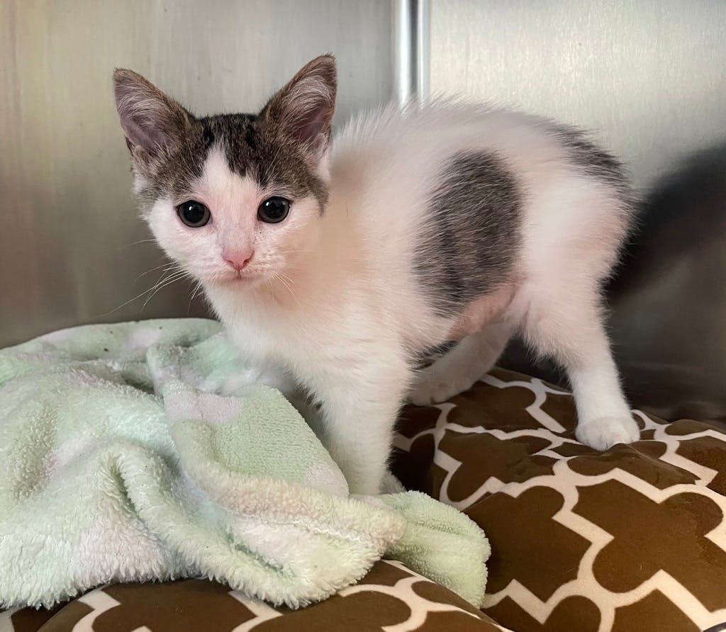 Simea (petsmart Orangeville) Image