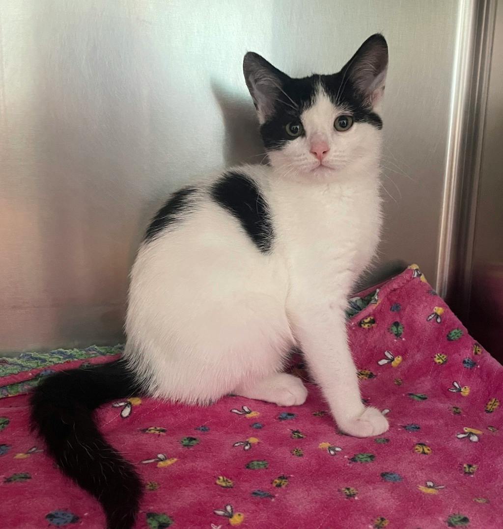 Moana Petsmart Orangeville Image