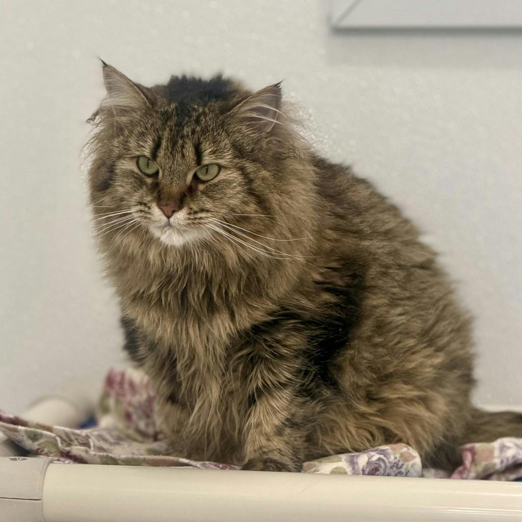 Zoey Image