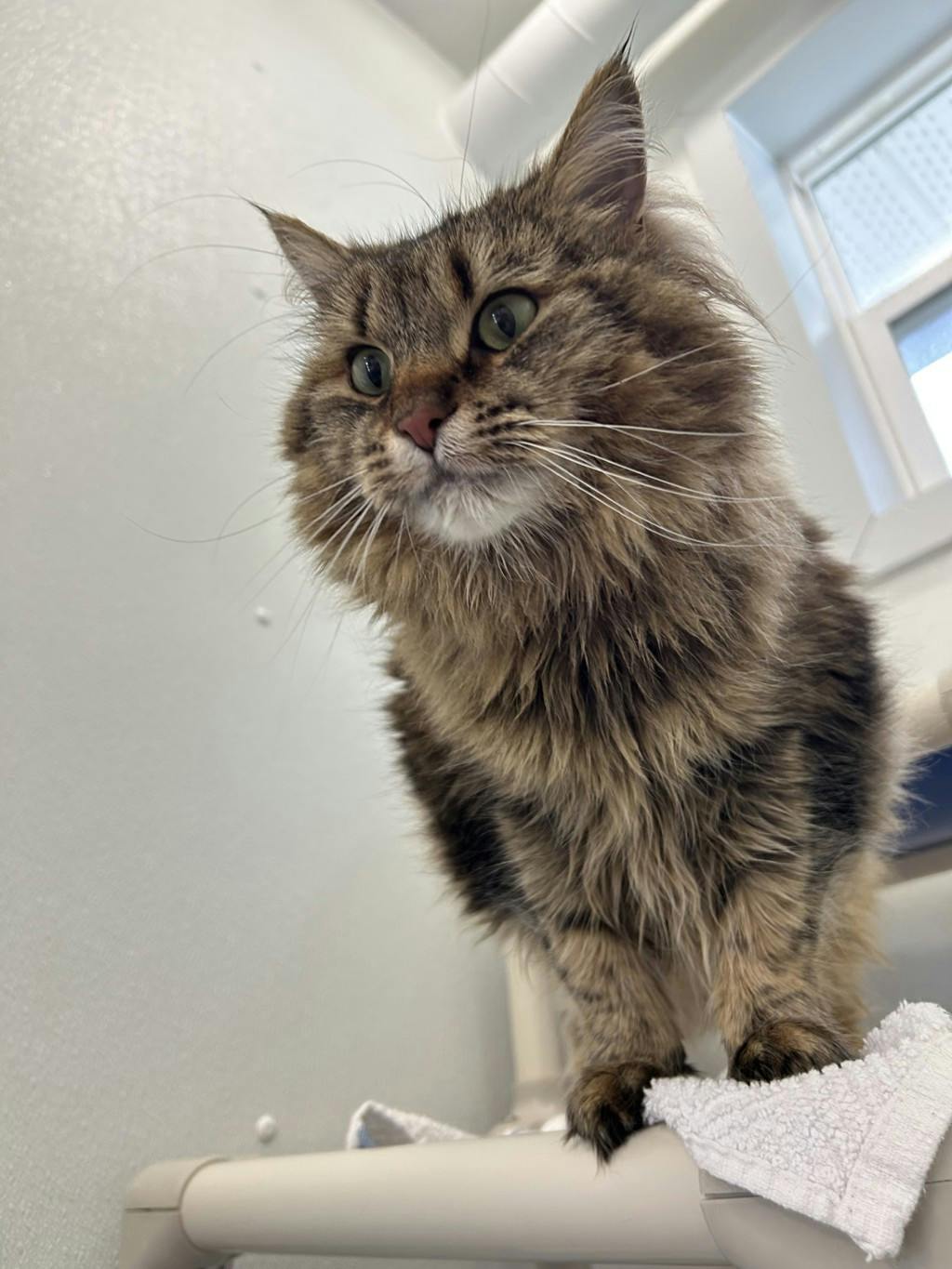 Zoey Image
