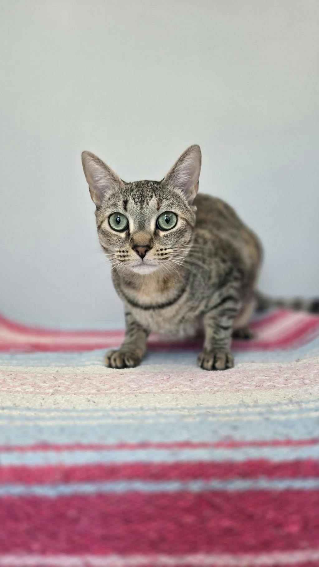 Penelope Image