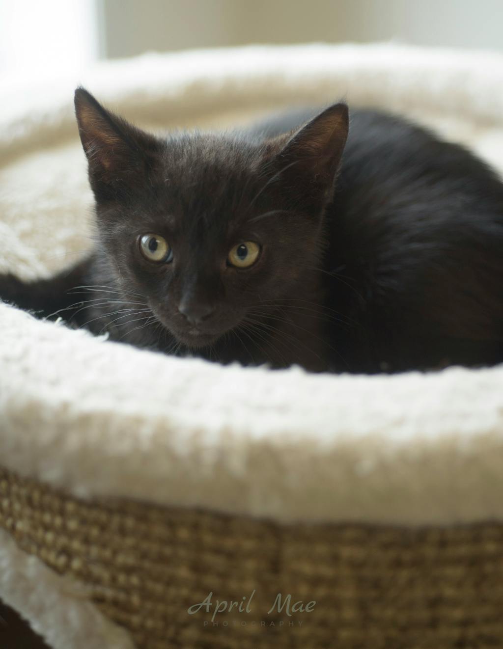 Rizzo – Orangeville Petsmart Image