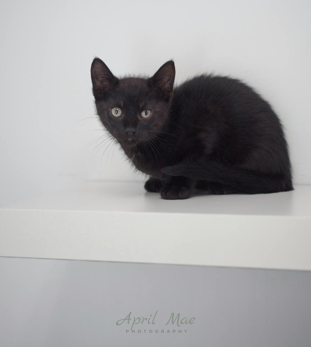 Rizzo – Orangeville Petsmart Image