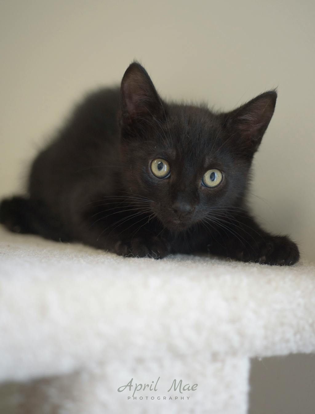 Rizzo – Orangeville Petsmart Image