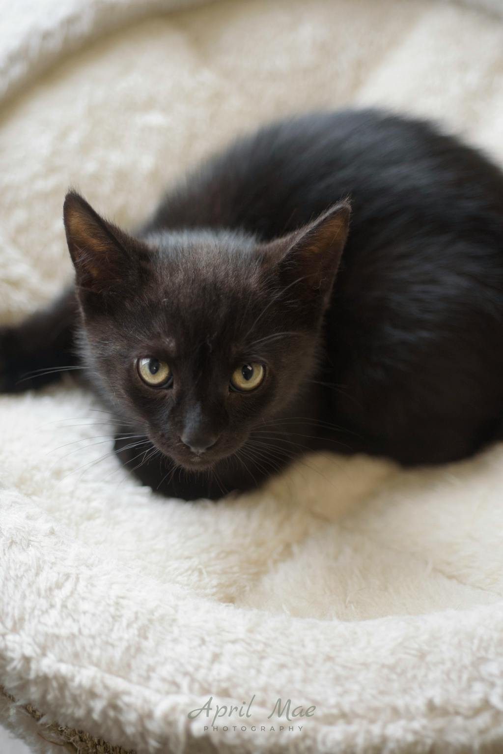 Rizzo – Orangeville Petsmart Image