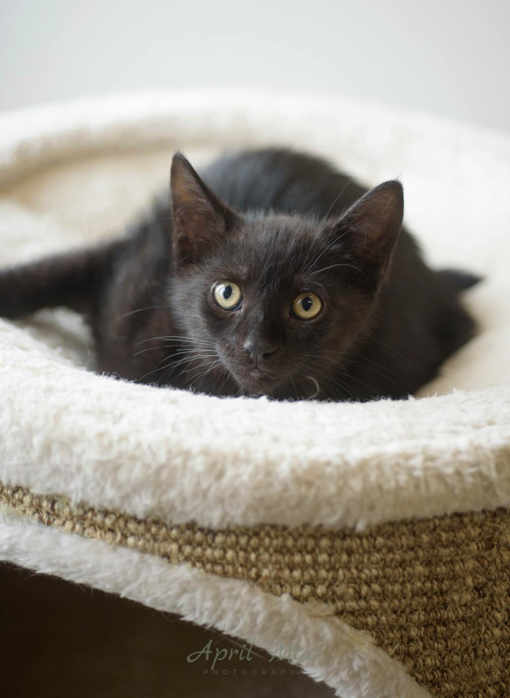 Rizzo – Orangeville Petsmart Image