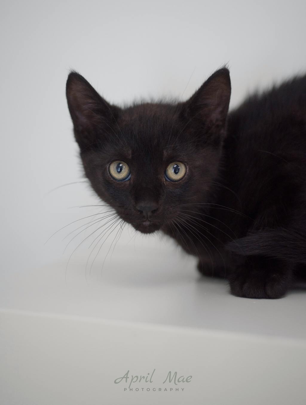 Rizzo – Orangeville Petsmart Image