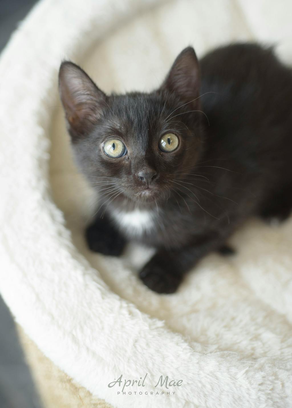 Tiffany  – Orangeville Petsmart Image