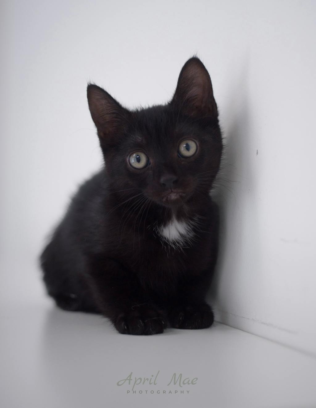 Tiffany  – Orangeville Petsmart Image
