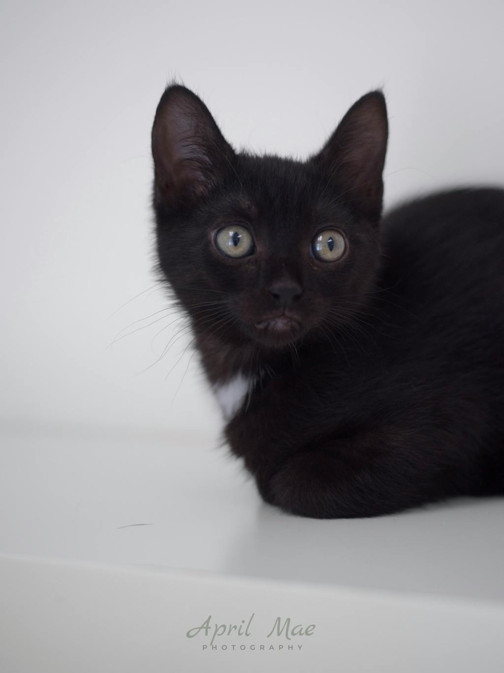 Tiffany  – Orangeville Petsmart Image