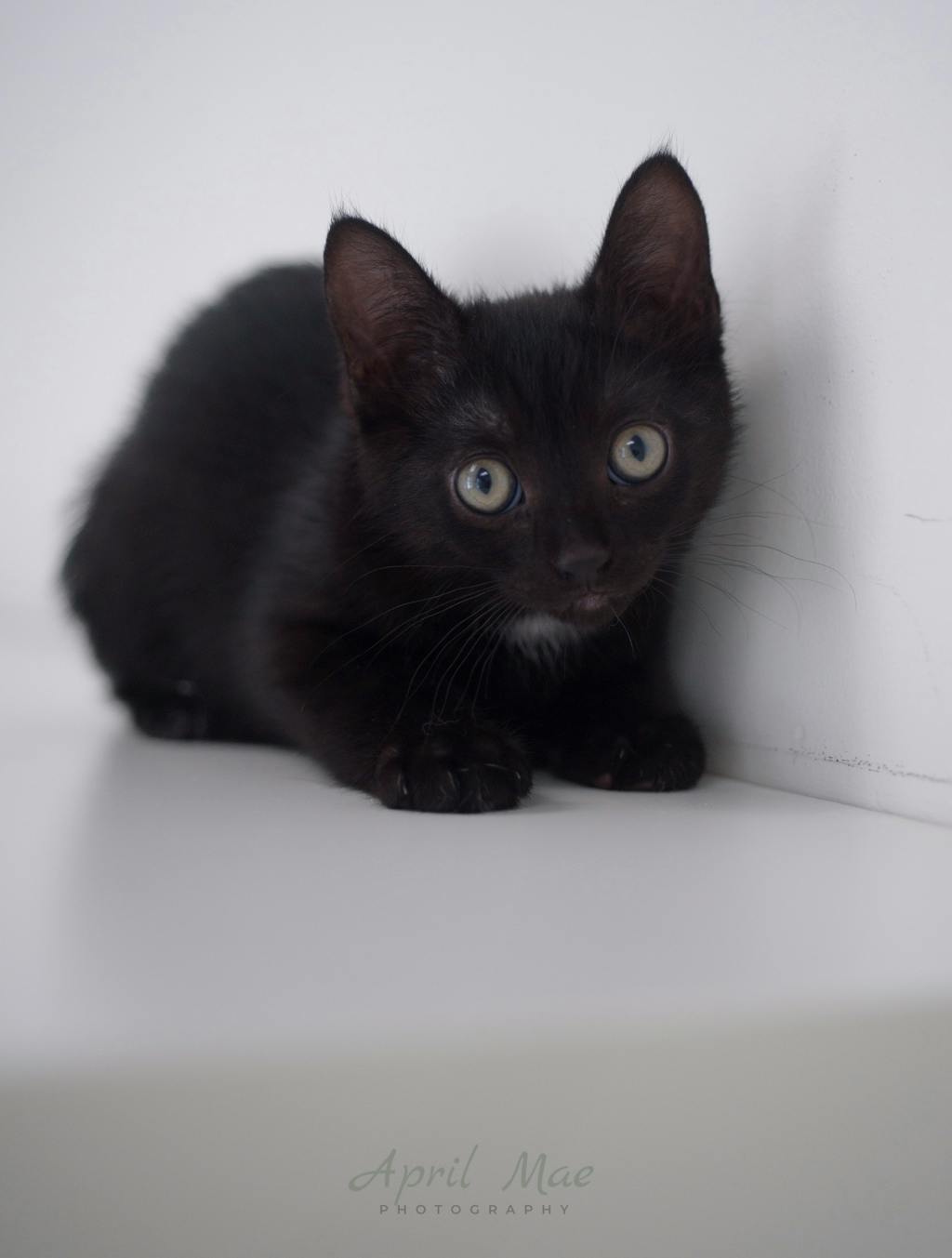 Tiffany  – Orangeville Petsmart Image