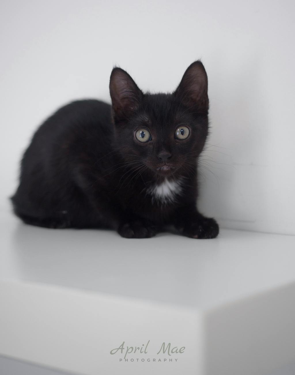 Tiffany  – Orangeville Petsmart Image