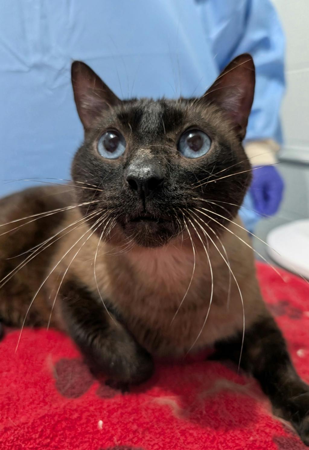 Loki Image
