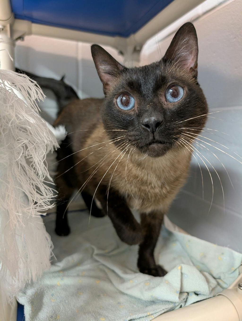Loki Image