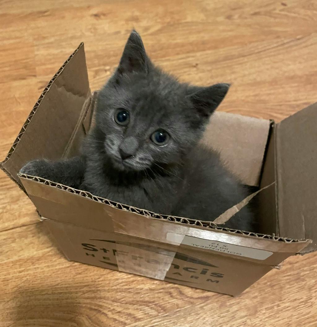 Greyson Image