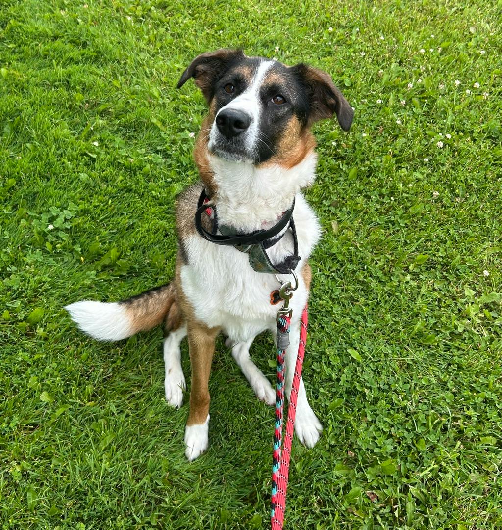 Border Collie