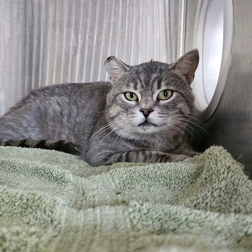 Bruno, a 3 years and 2 months old Grey Male Domestic Short Hair Cat