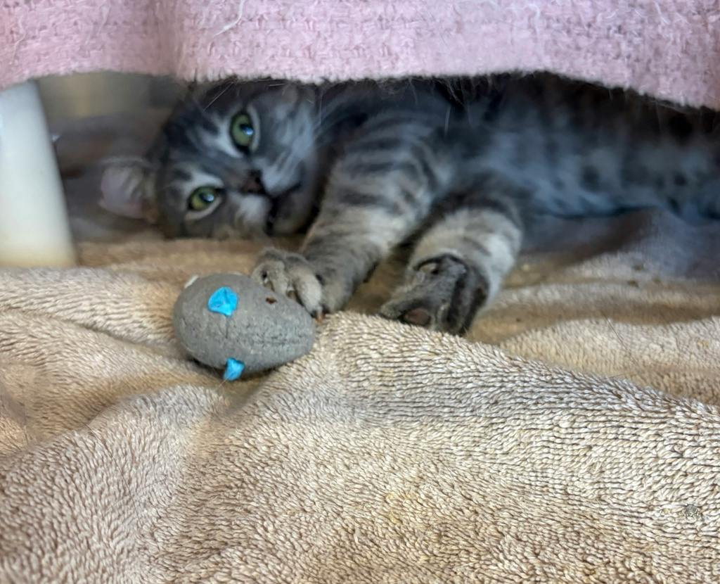 Bruno, a 3 years and 2 months old Grey Male Domestic Short Hair Cat