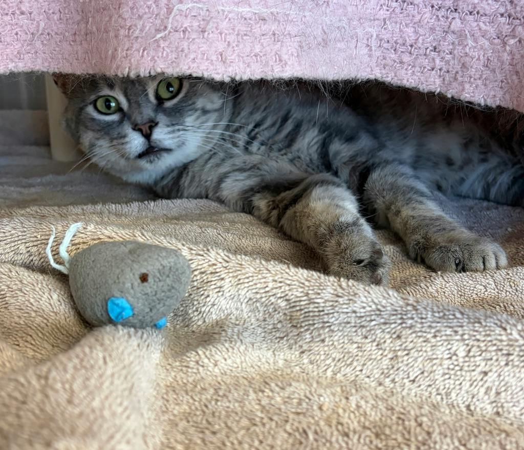 Bruno, a 3 years and 2 months old Grey Male Domestic Short Hair Cat
