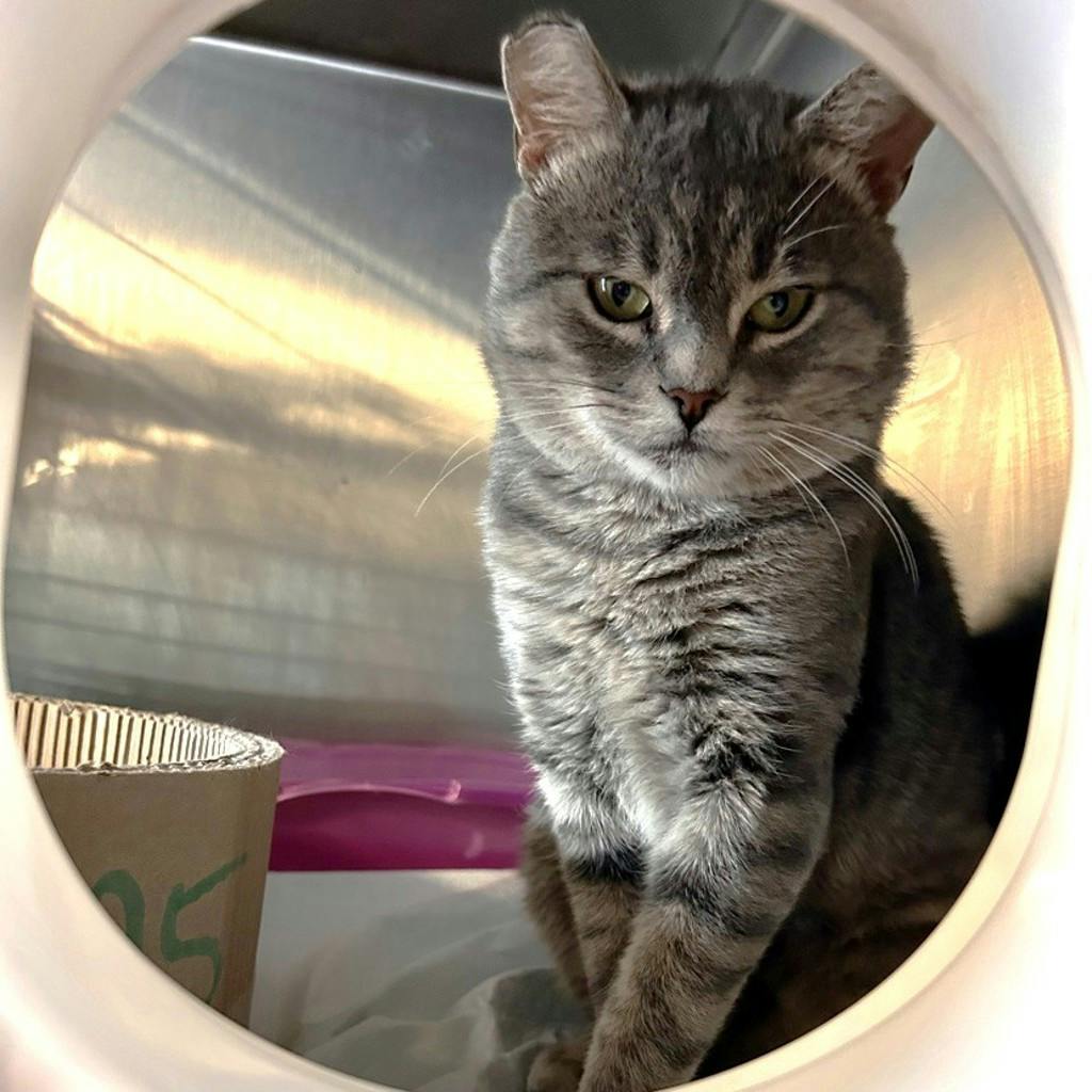 Bruno, a 3 years and 2 months old Grey Male Domestic Short Hair Cat