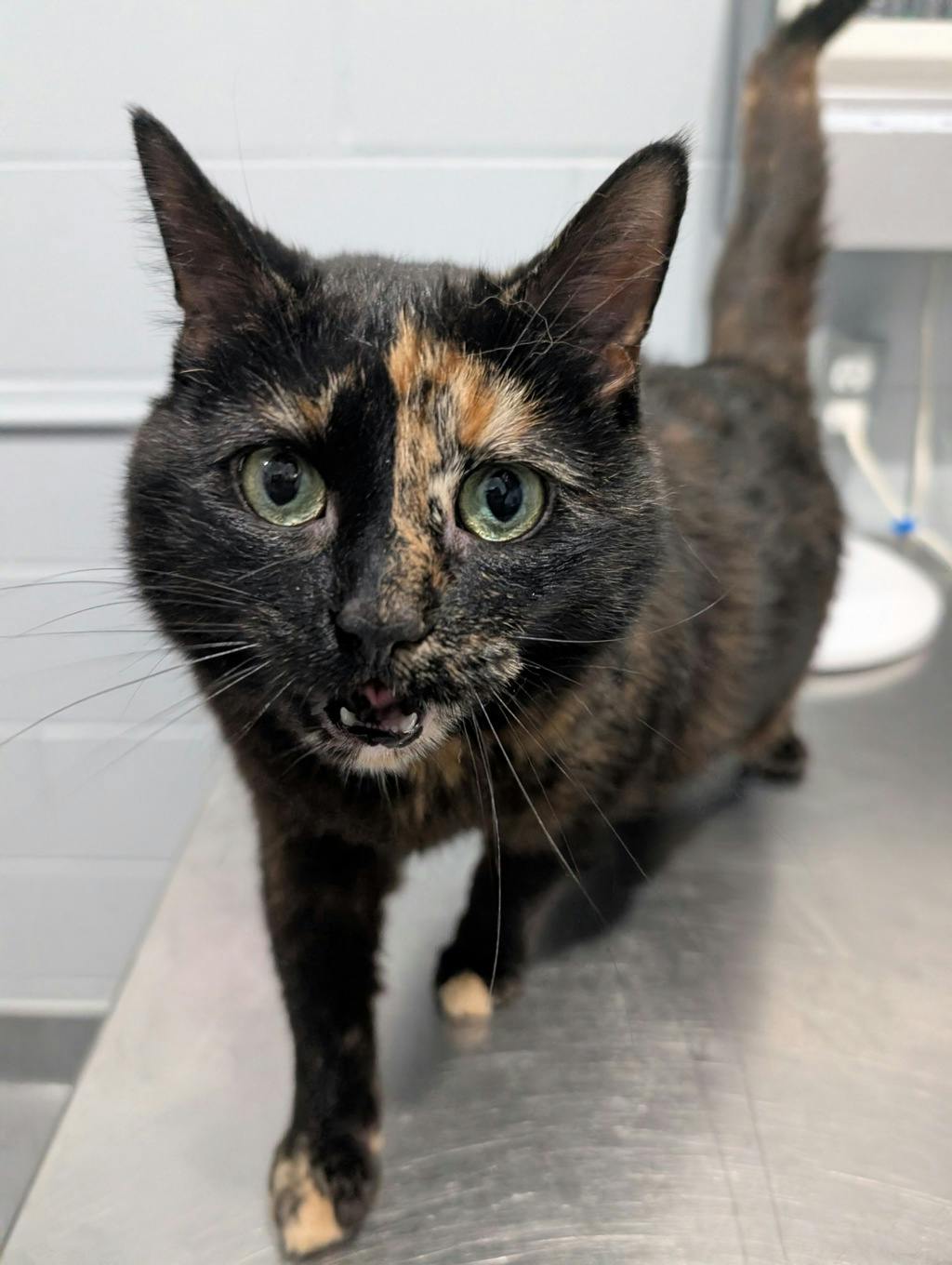 Elinor Image