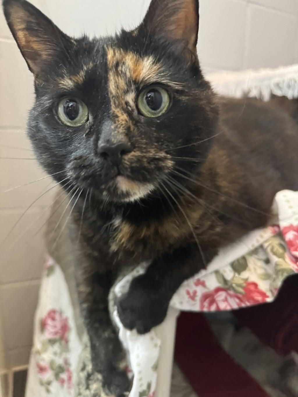 Elinor Image