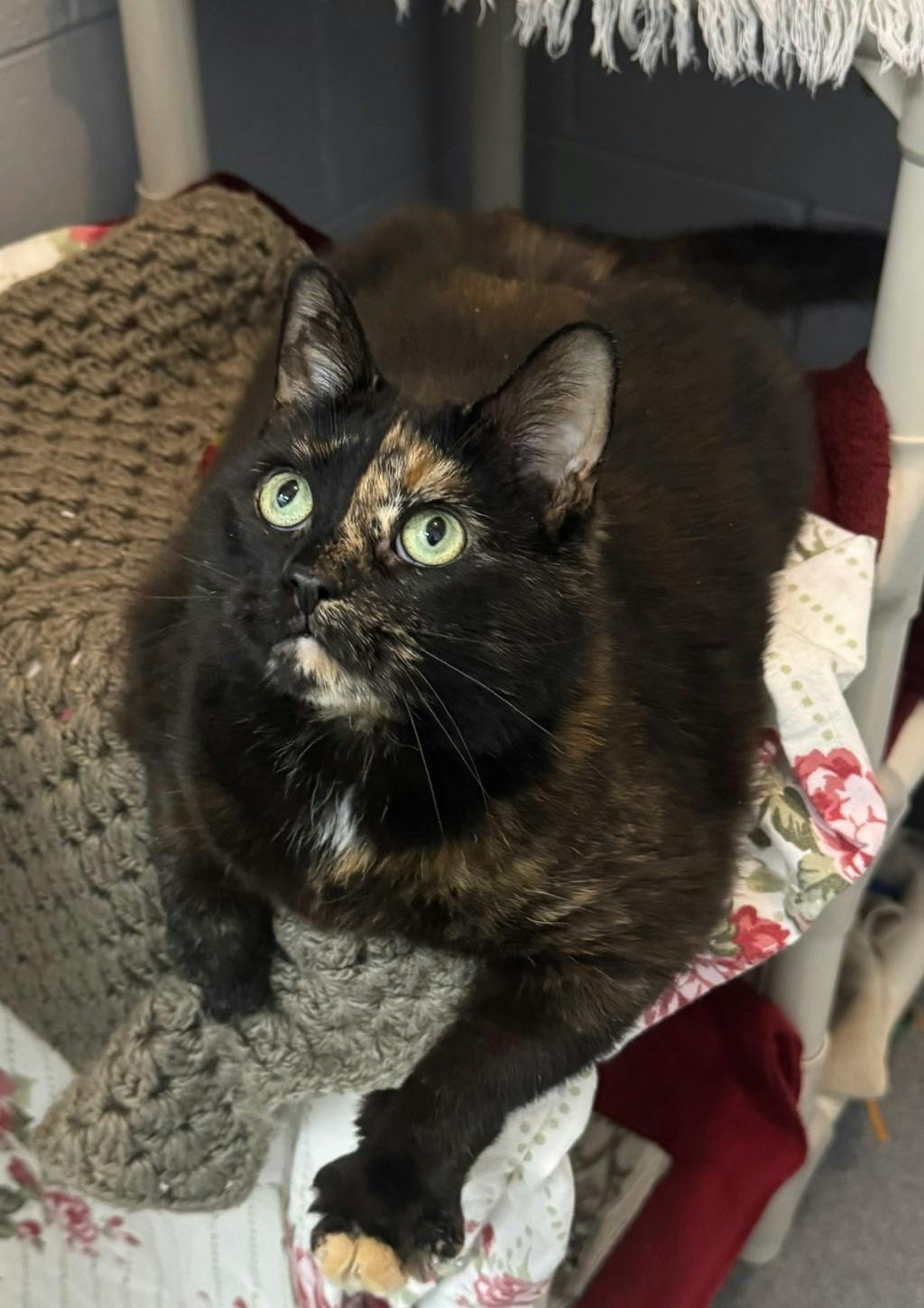 Elinor Image