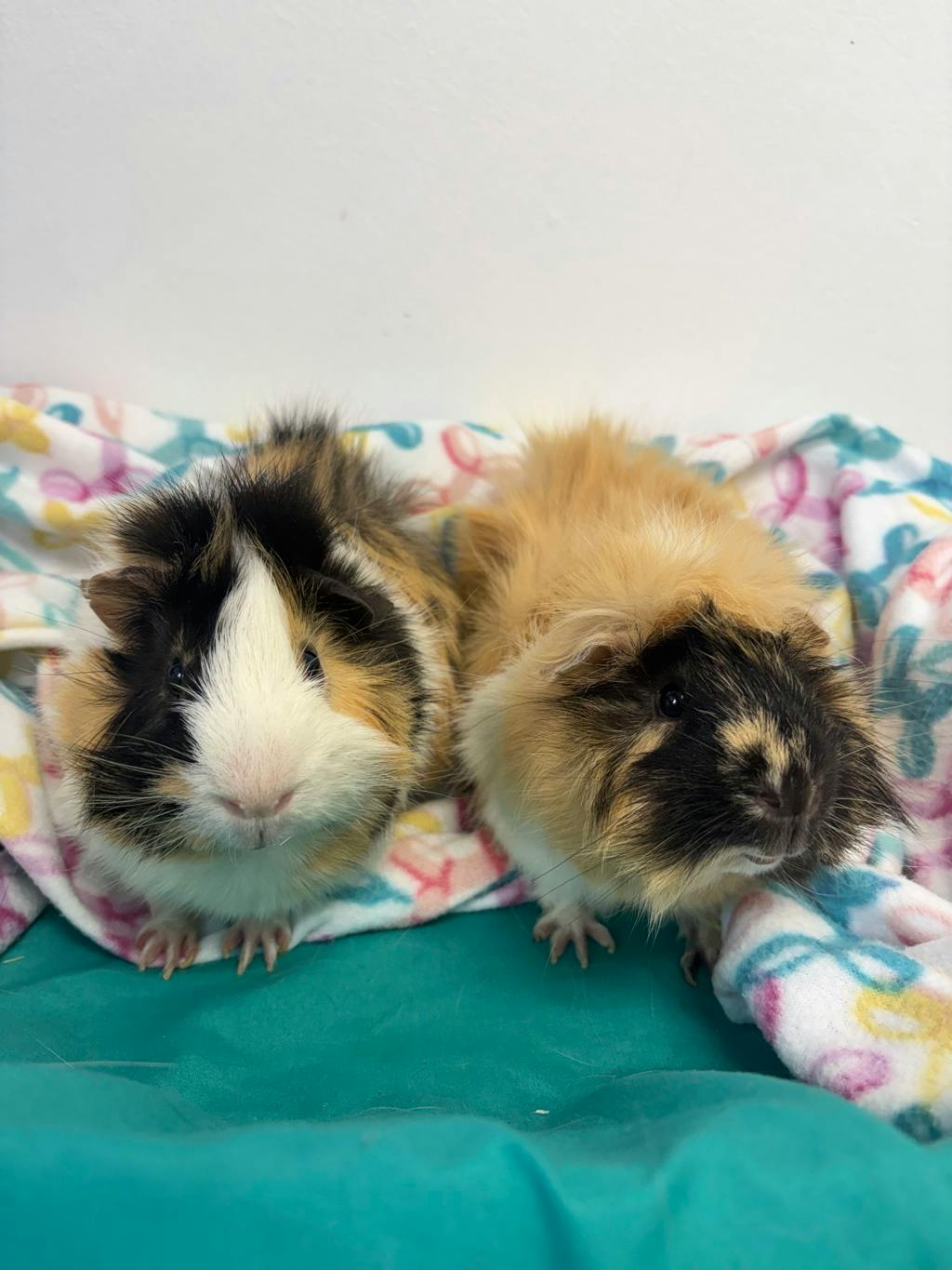 Rocky (bonded To Gus) Image