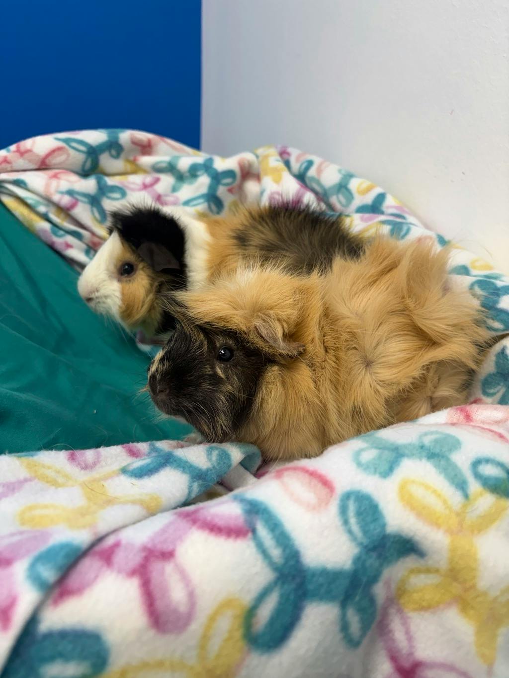 Rocky (bonded To Gus) Image